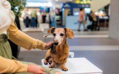 Mascotas en centros comerciales: ¿Sí o no?